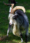 Bouc-07.jpg