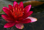 Floral20-0054.jpg