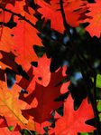 1Automn-01.jpg