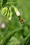 Abeille-0077.jpg