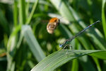 Agrion-0058.jpg