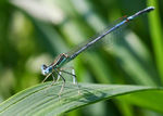 Agrion-0063.jpg