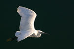 Aigrette-26.jpg