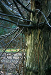 Arbre_01.jpg