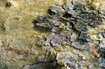 Arbre_07.jpg