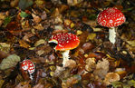 Automn0011.jpg