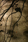 Autumn0012.jpg
