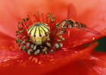 Bestioles_04.jpg