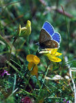 Bleu-03.jpg