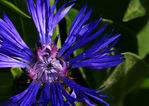 Bleuet-12.jpg