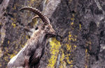 Bouc-01.jpg
