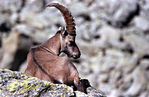 Bouc-02.jpg