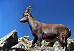 Bouc-04.jpg