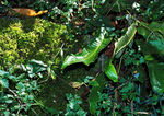 Brocéliande_005.jpg