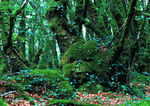 Brocéliande_016.jpg