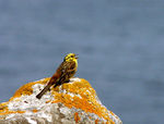 Bruant-jaune-11.jpg