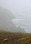 Brume-w.jpg