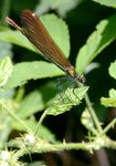 Calopterix-0087.jpg