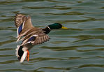 Canard_003.jpg