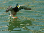 Canard_006.jpg