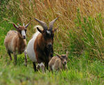 Caprifamily-09.jpg