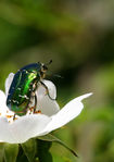 Cetoine-doree-0066.jpg