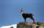 Chamois-00.jpg