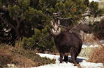 Chamois-01.jpg
