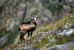 Chamois-02.jpg