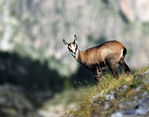Chamois-03.jpg
