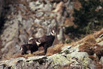 Chamois-04.jpg