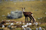 Chamois-06.jpg