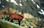 Chamois-07.jpg