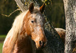Cheval_01.jpg