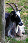 Chevre-11.jpg