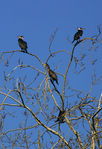 Cormorans-16.jpg