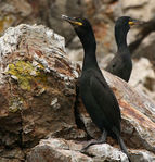 Cormorans_01.jpg