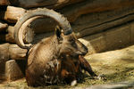 Cornes_012.jpg