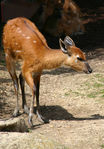 Cornes_028.jpg