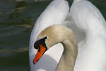 Cygne-002.jpg