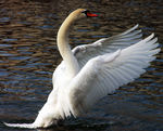 Cygne-013.jpg