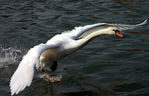 Cygne-014.jpg