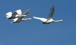 Cygne-15.jpg
