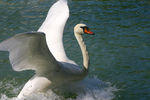 Cygne-18.jpg