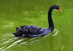 Cygne-25.jpg