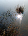 Etang-33.jpg