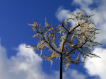Feuille-29.jpg