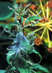 Fleur_06.jpg