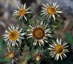 Fleur_08.jpg