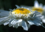 Fleur_10.jpg